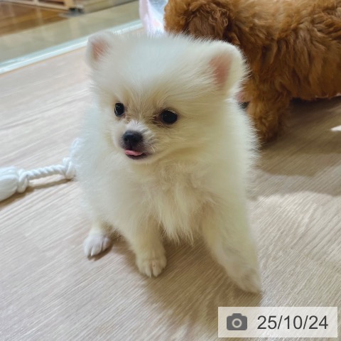 ポメラニアンの写真