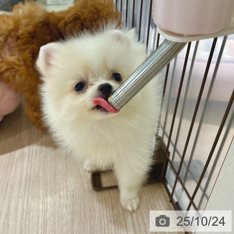 ポメラニアンの写真