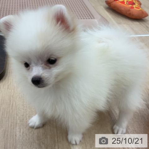 ポメラニアンの写真
