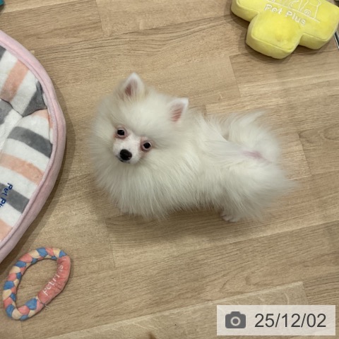 群馬県のポメラニアン (ペットプラス イオンモール太田店/2025年8月17日生まれ/女の子/ホワイトクリーム)の子犬の4枚目の画像