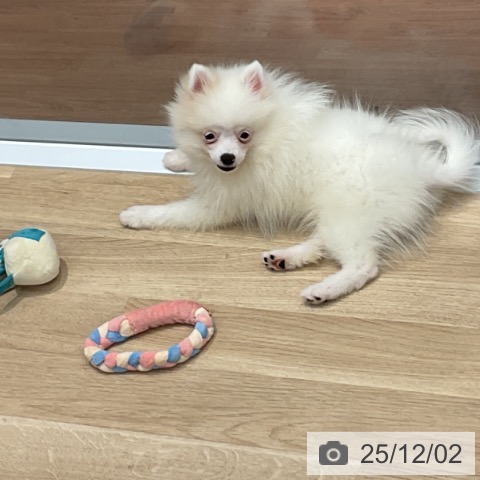 群馬県のポメラニアン (ペットプラス イオンモール太田店/2025年8月17日生まれ/女の子/ホワイトクリーム)の子犬の3枚目の画像