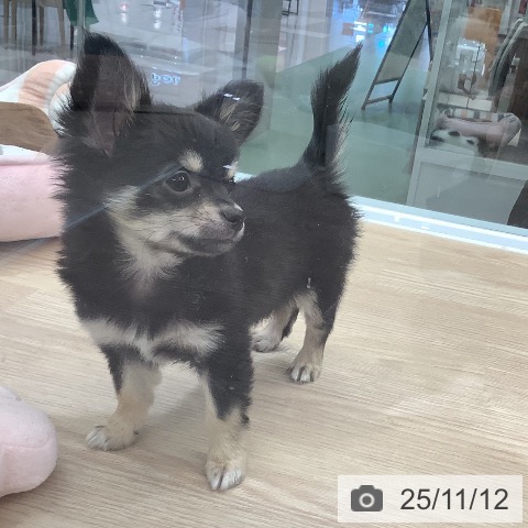 埼玉県のチワワ(ロング) (ペットプラス 上尾店/2025年8月13日生まれ/男の子/ブラックタン)の子犬の3枚目の画像