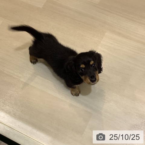 ミニチュア・ダックスフンドの写真