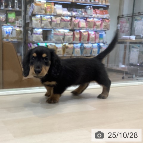 ミニチュア・ダックスフンドの写真