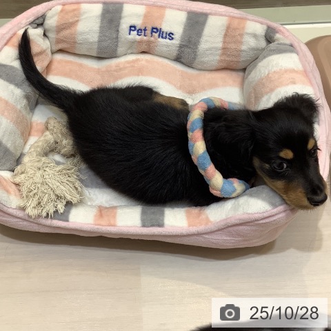 ミニチュア・ダックスフンドの写真