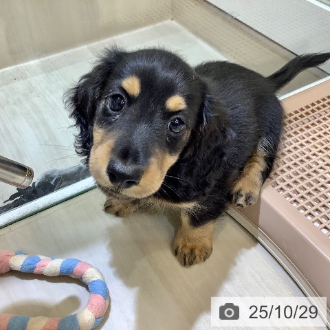 ミニチュア・ダックスフンドの写真