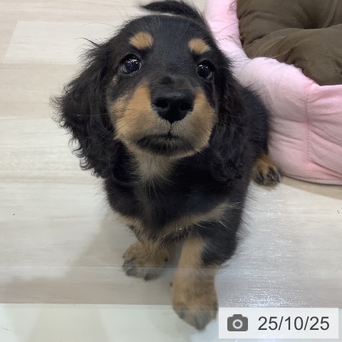 ミニチュア・ダックスフンドの写真