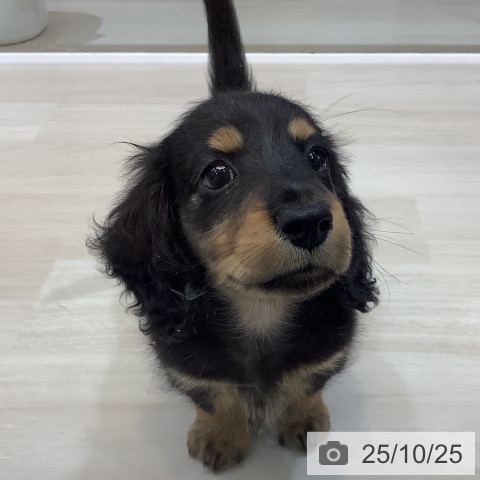 ミニチュア・ダックスフンドの写真