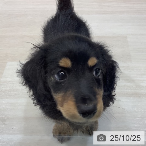 ミニチュア・ダックスフンドの写真