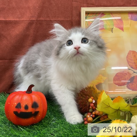 ノルウェージャンフォレストキャットの写真