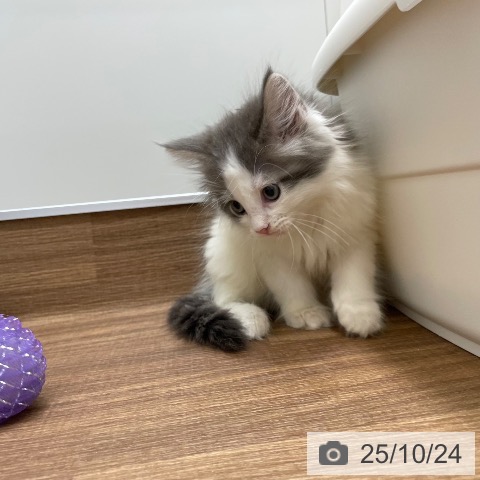 ノルウェージャンフォレストキャットの写真