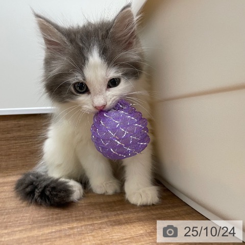 ノルウェージャンフォレストキャットの写真