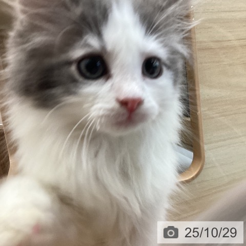 福島県のノルウェージャンフォレストキャット (ペットプラス イオンタウン郡山店/2025年8月17日生まれ/男の子/ブルーマッカレルタビーホワイト)の子猫の3枚目の画像