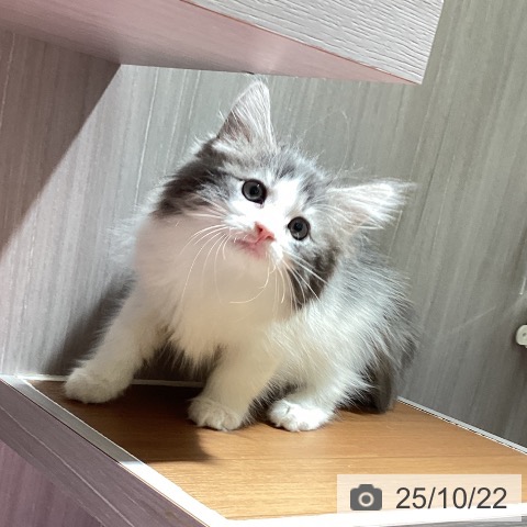 ノルウェージャンフォレストキャットの写真