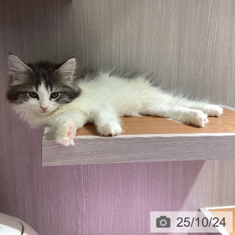 ノルウェージャンフォレストキャットの写真