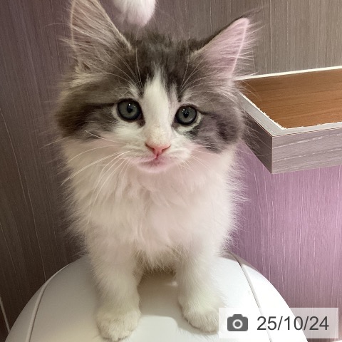ノルウェージャンフォレストキャットの写真
