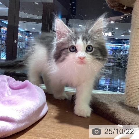 ノルウェージャンフォレストキャットの写真