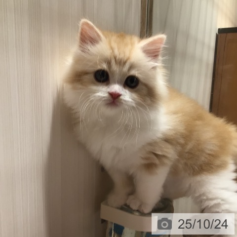 スコティッシュフォールドの写真