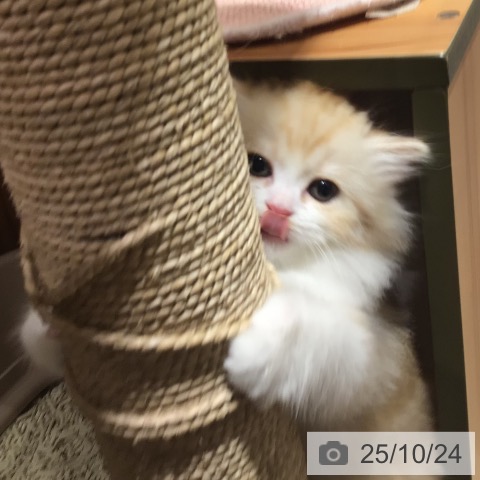 スコティッシュフォールドの写真