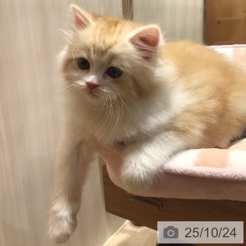 スコティッシュフォールドの写真