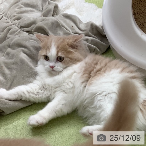 ラガマフィンの写真