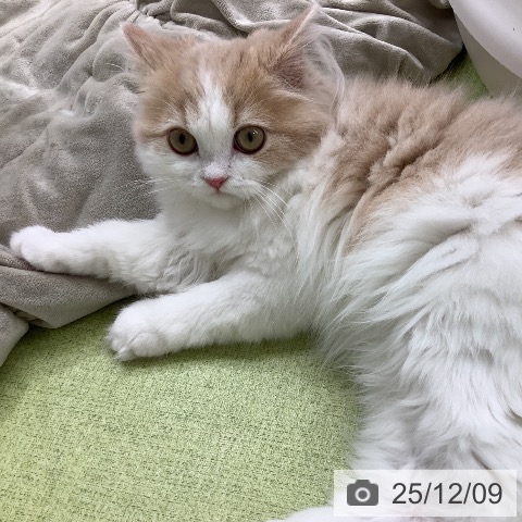 ラガマフィンの写真