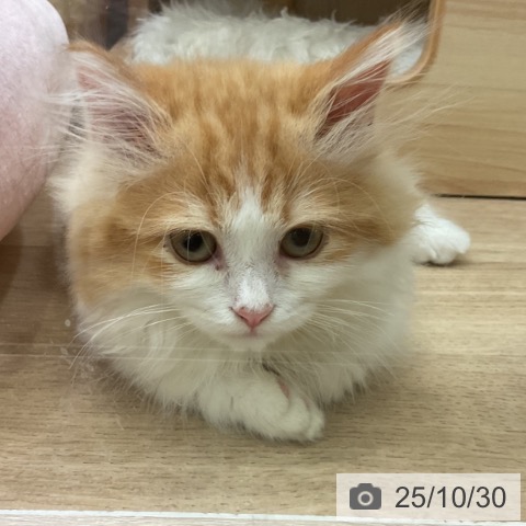 マンチカンの写真