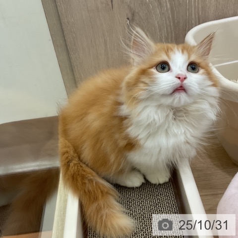 マンチカンの写真