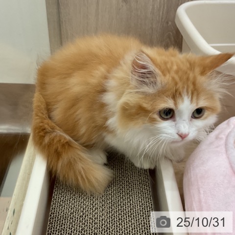 マンチカンの写真