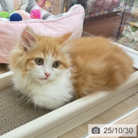 マンチカンの写真