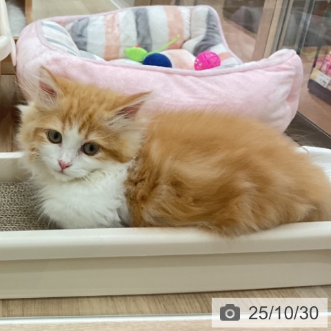 マンチカンの写真