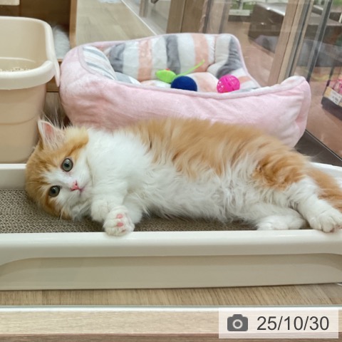 マンチカンの写真