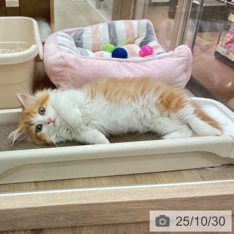 マンチカンの写真