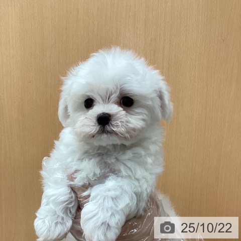 マルチーズの写真