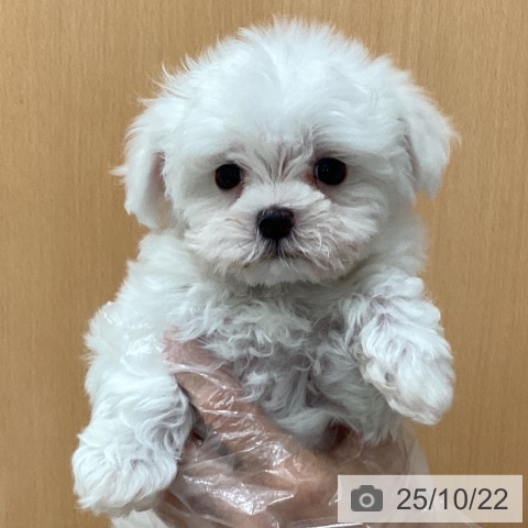 マルチーズの写真