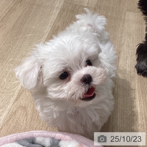 マルチーズの写真