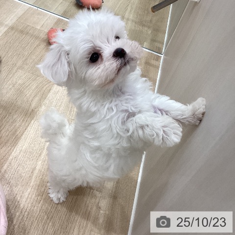 マルチーズの写真