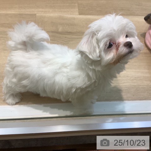 マルチーズの写真