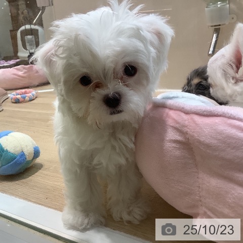 マルチーズの写真