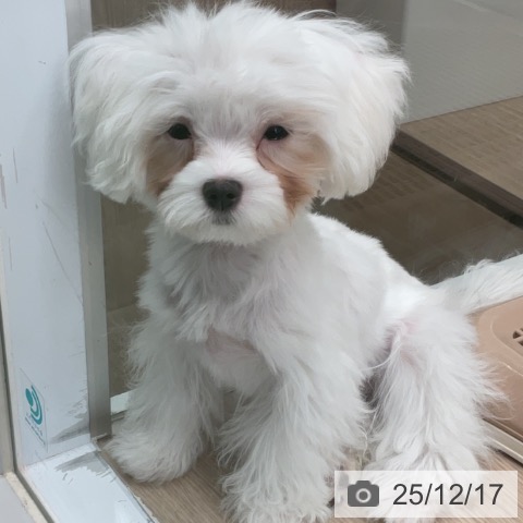 埼玉県のマルチーズ (ペットプラス 上尾店/2025年8月21日生まれ/女の子/ホワイト)の子犬の3枚目の画像