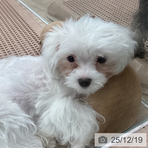 埼玉県のマルチーズ (ペットプラス 上尾店/2025年8月21日生まれ/女の子/ホワイト)の子犬の3枚目の画像