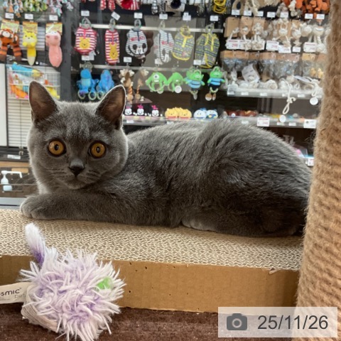 ブリティッシュショートヘアの写真