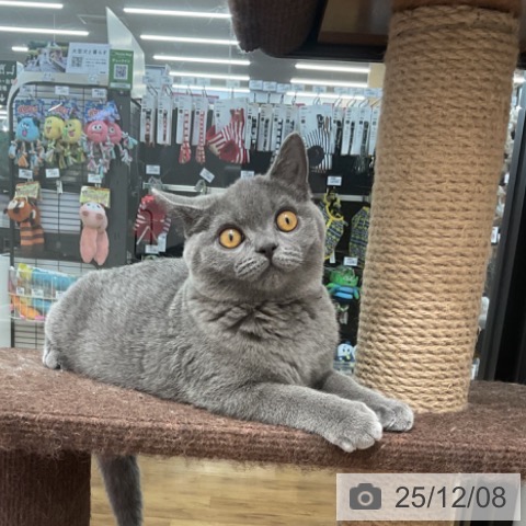 ブリティッシュショートヘアの写真