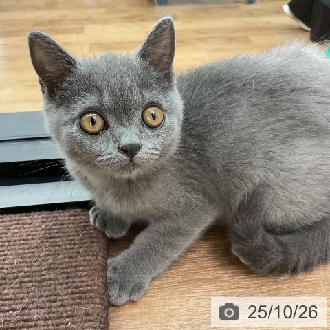 ブリティッシュショートヘアの写真