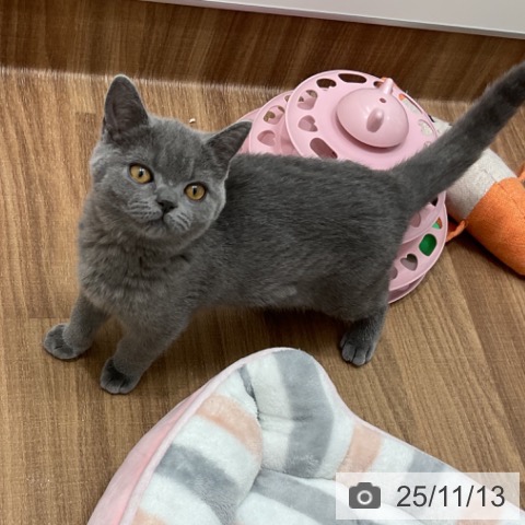 茨城県のブリティッシュショートヘアー (ペッツワン 古河店/2025年8月21日生まれ/男の子/ブルー)の子猫の4枚目の画像