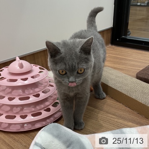 茨城県のブリティッシュショートヘアー (ペッツワン 古河店/2025年8月21日生まれ/男の子/ブルー)の子猫の3枚目の画像