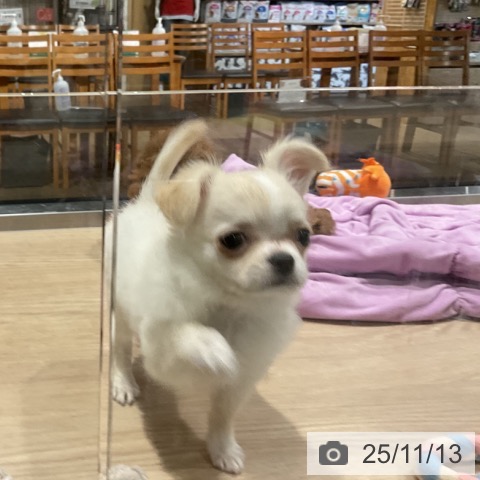 埼玉県のチワワ(ロング) (ペットプラス ピオニウォーク東松山店/2025年8月21日生まれ/男の子/ホワイトクリーム)の子犬の4枚目の画像