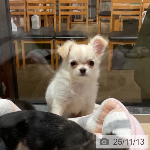 埼玉県のチワワ(ロング) (ペットプラス ピオニウォーク東松山店/2025年8月21日生まれ/男の子/ホワイトクリーム)の子犬の3枚目の画像