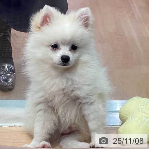 ポメラニアンの写真