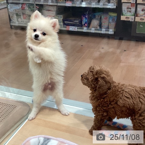 ポメラニアンの写真